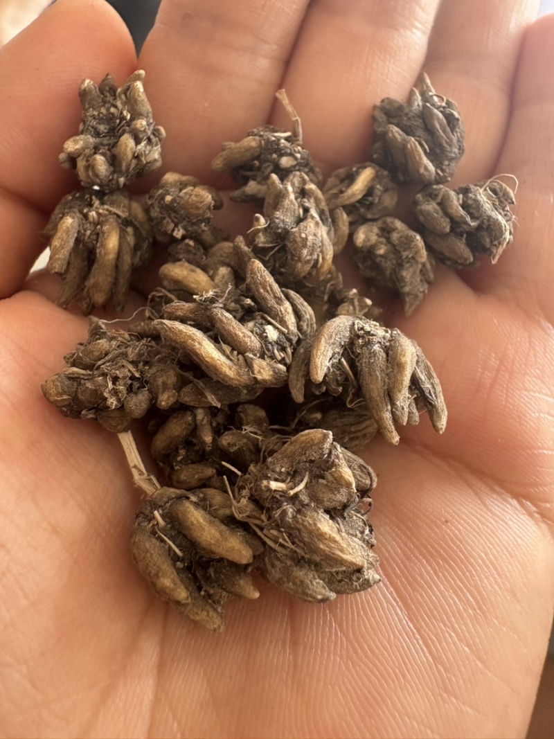 猫爪草