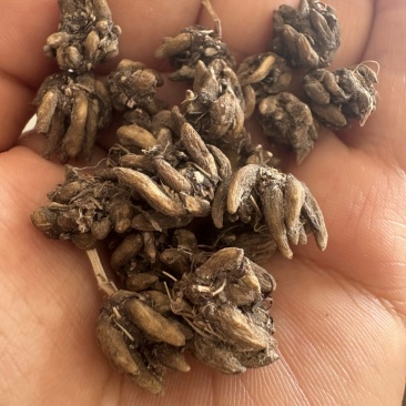 猫爪草