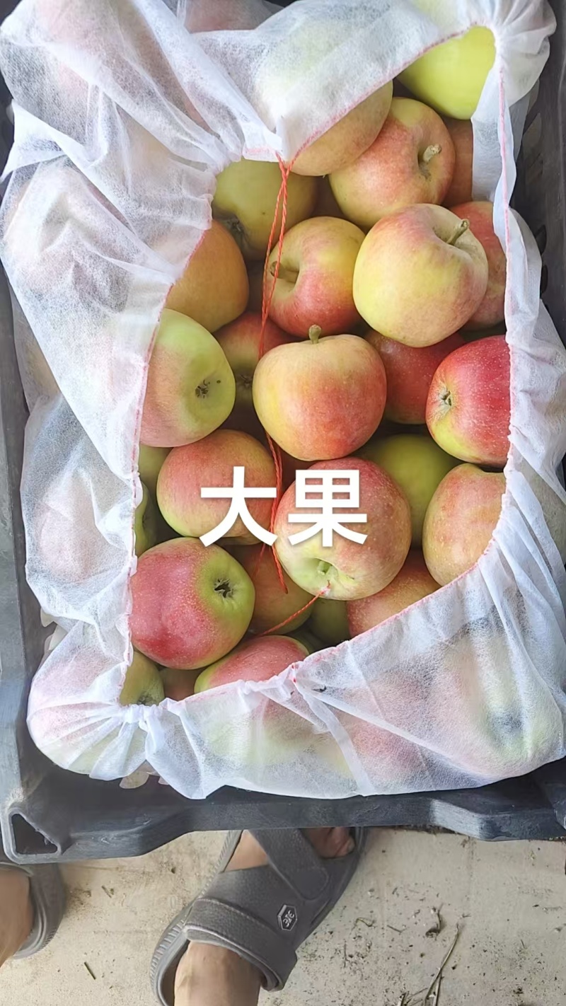鲁丽苹果