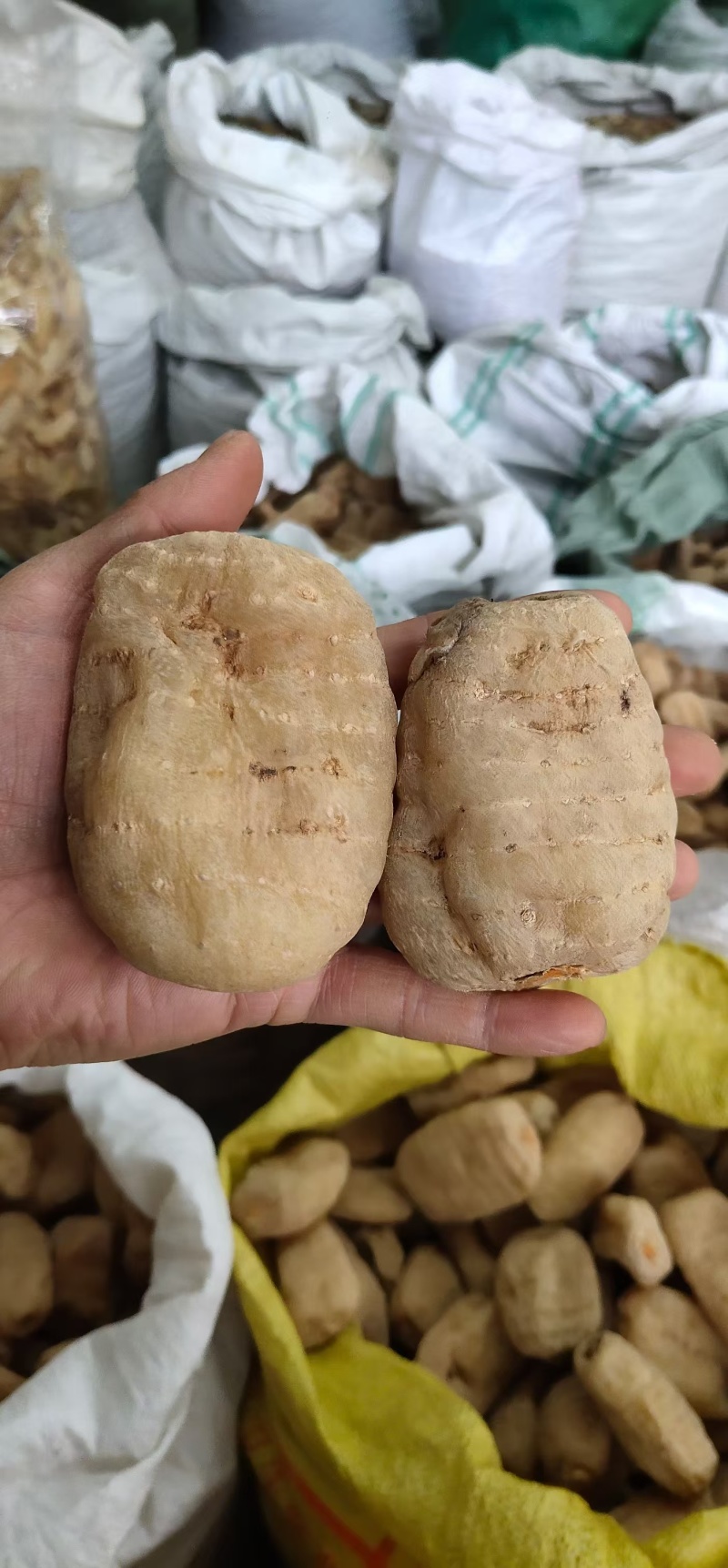 云南昭通正宗小草坝天麻现货先发一手货源包邮视频看货