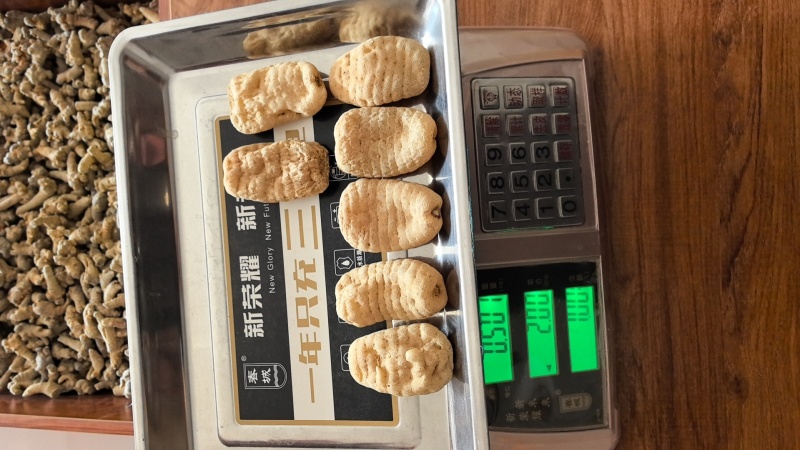 云南昭通正宗小草坝天麻现货先发一手货源包邮视频看货
