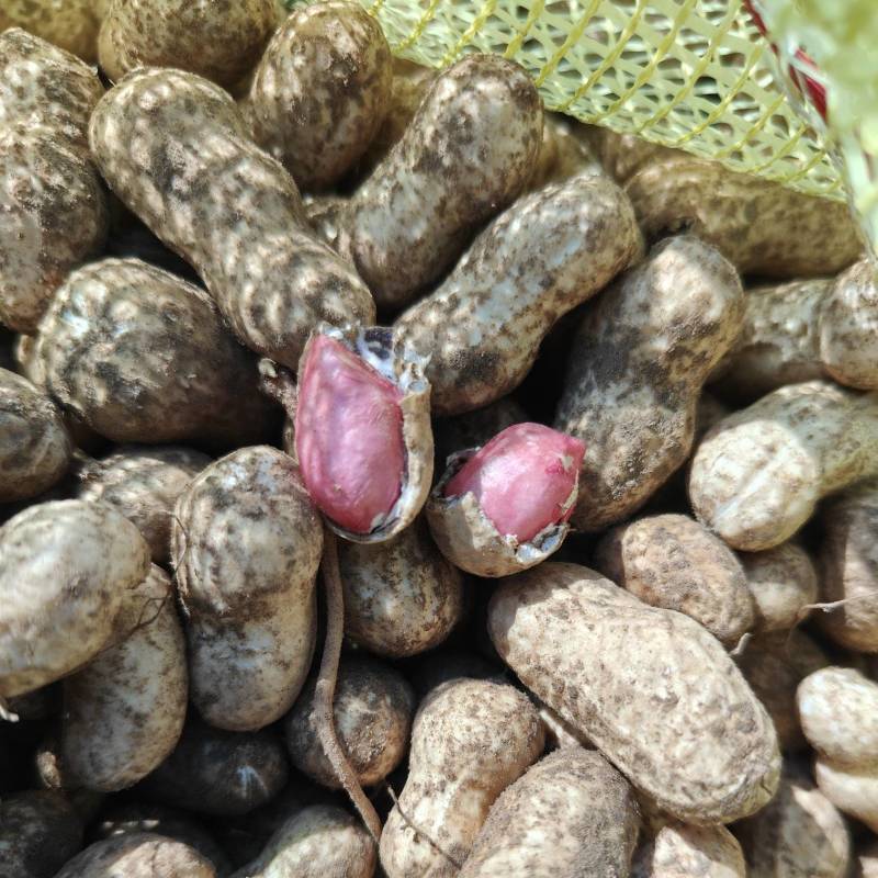 红豆水果花生