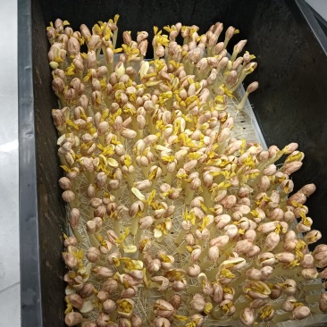 花生豆芽
