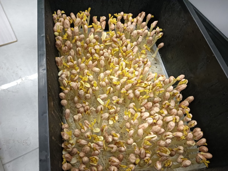 花生豆芽