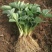 隋珠【香野】草莓苗一级脱毒苗现挖现发一手货源包技术包对版
