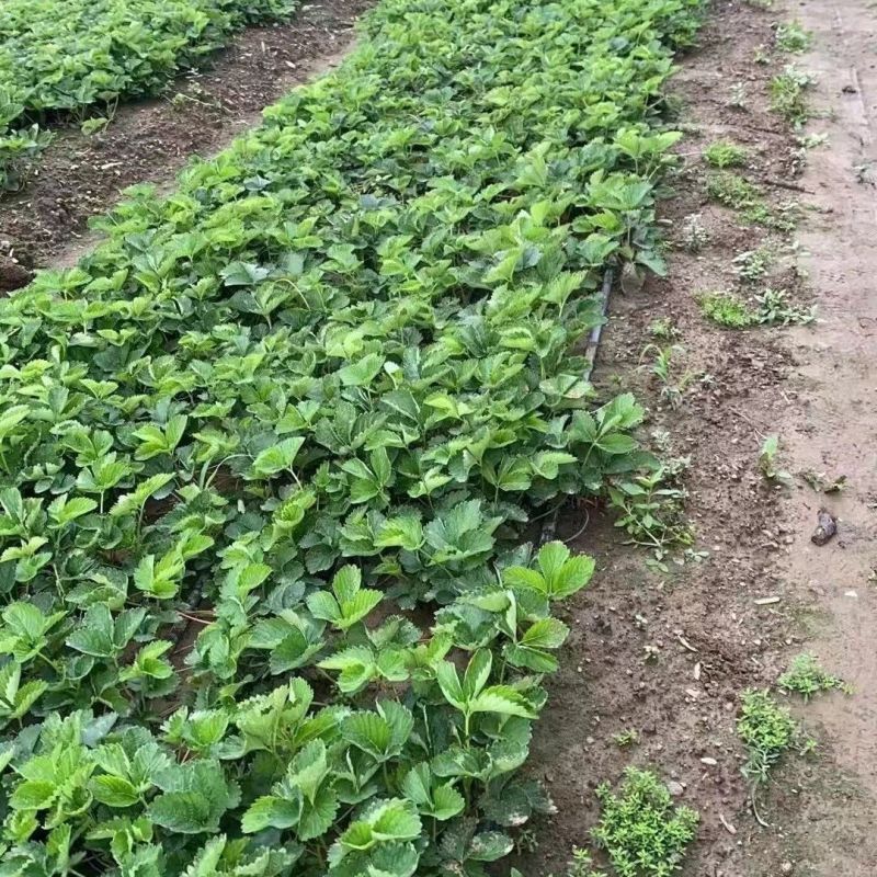 隋珠【香野】草莓苗一级脱毒苗现挖现发一手货源包技术包对版