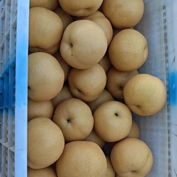 丰水梨
