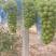 阳光玫瑰大量上市，承接个大商超！批发市场，电商。