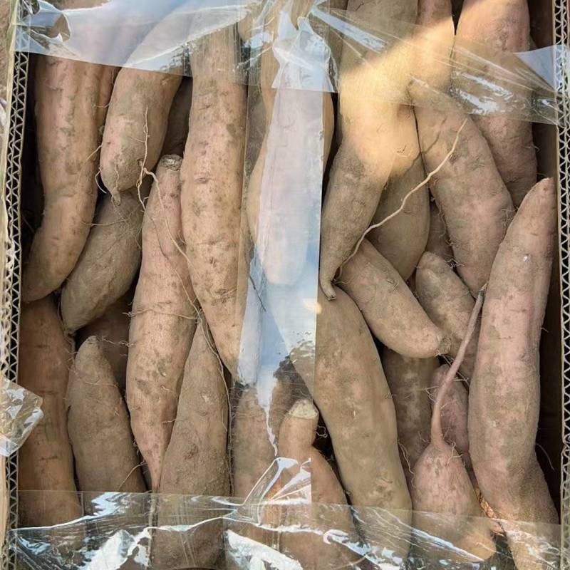 威县沙土地哈密烟薯龙九西瓜红都有