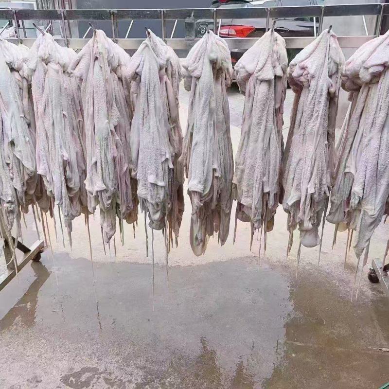水褪羊肚羔羊净肚