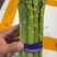 各种规格精品芦笋