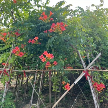 凌霄花
