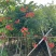 凌霄花