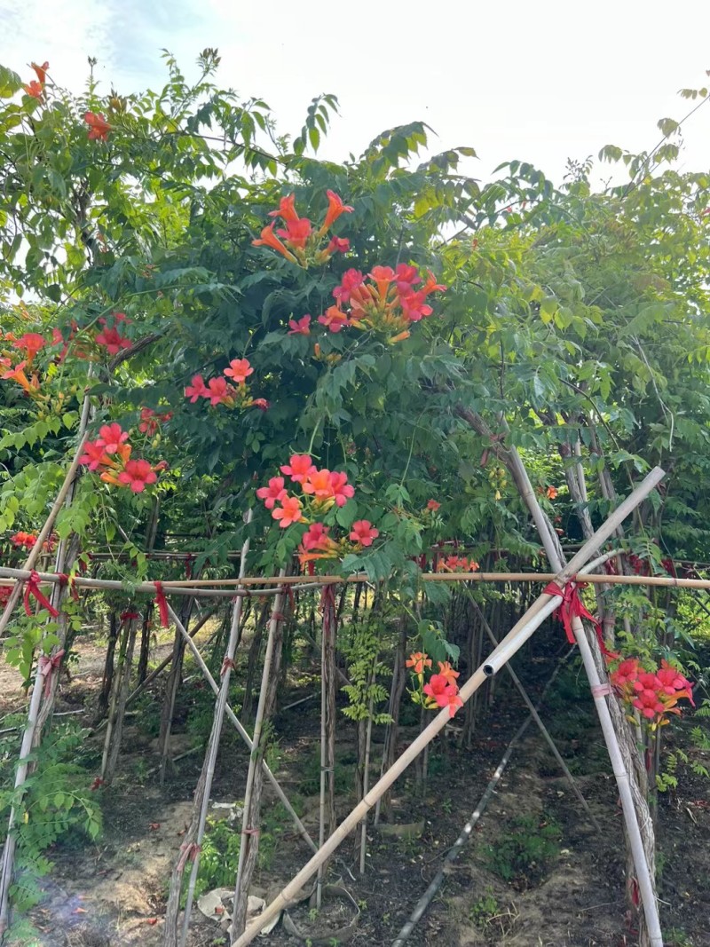 凌霄花