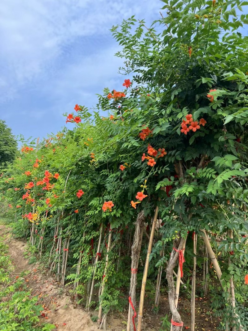 凌霄花