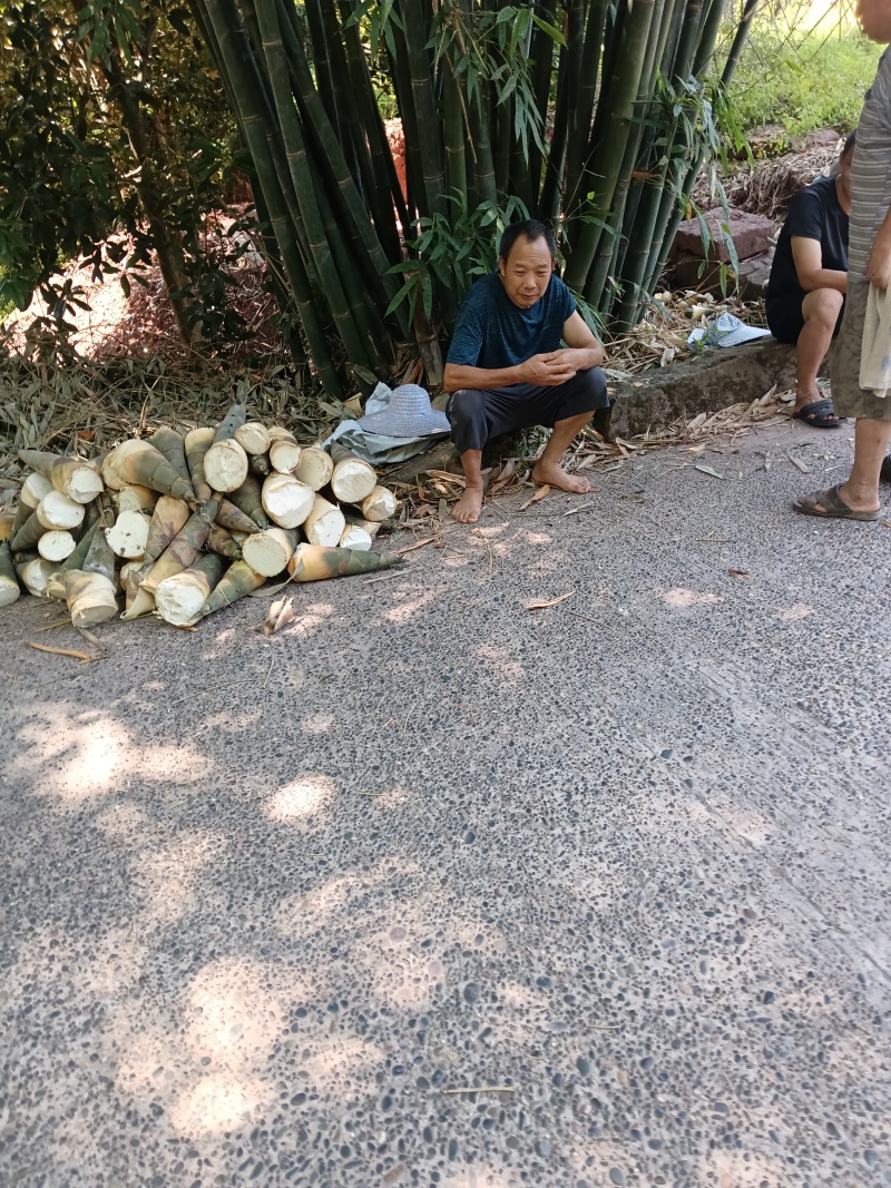 产地直发鲜货麻竹笋短个子大头嫩气
