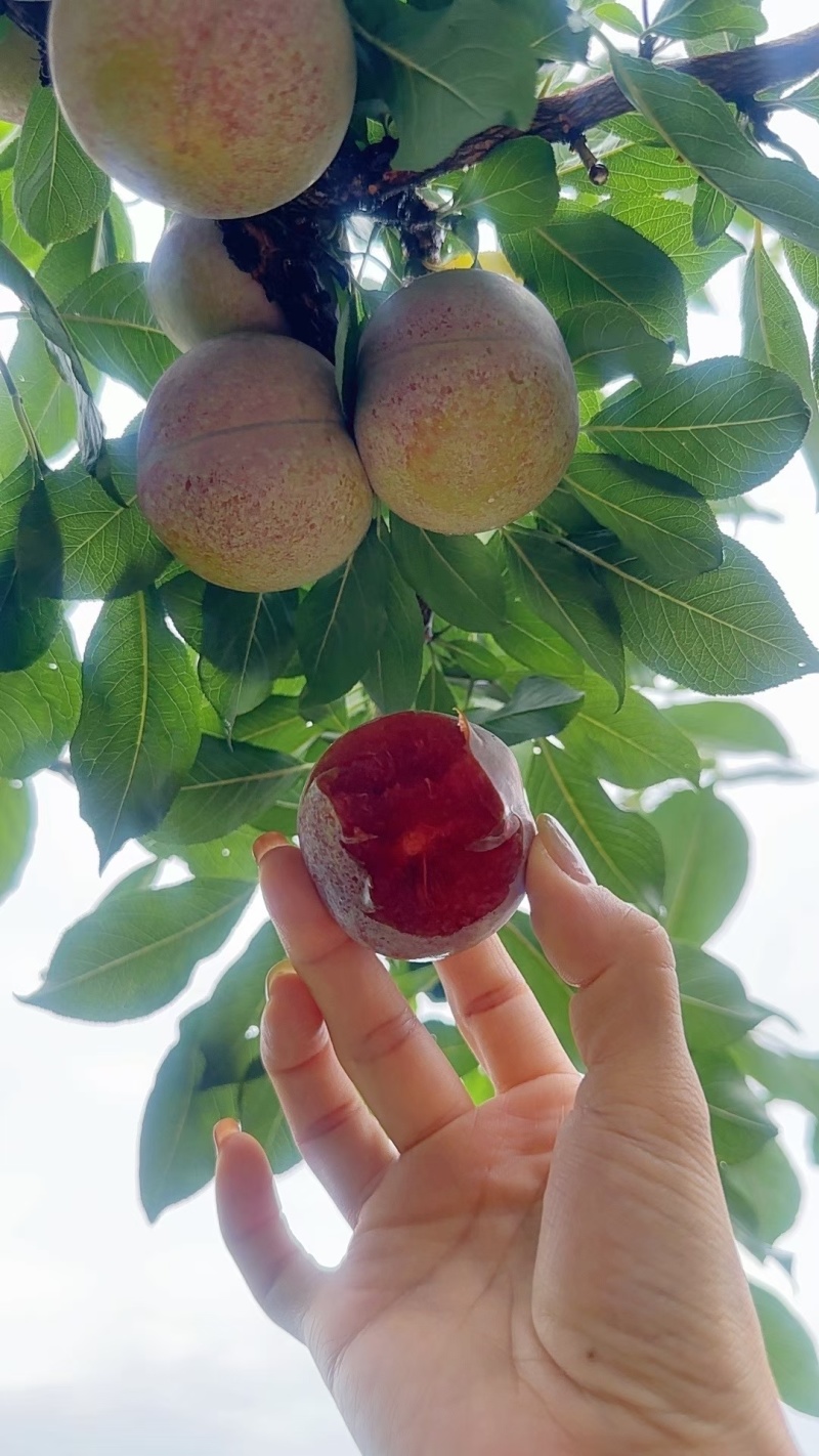 连城四堡芙蓉李
