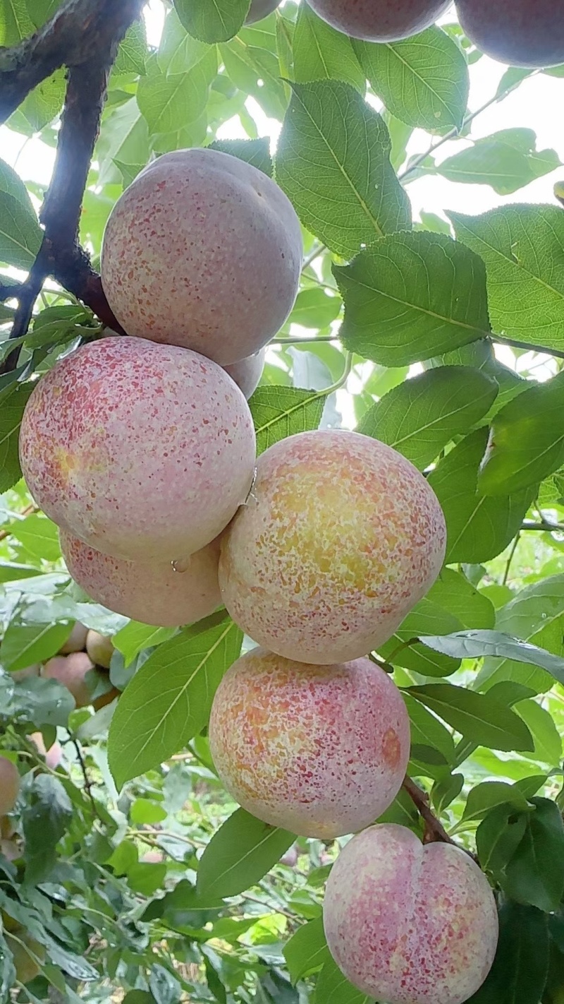 连城四堡芙蓉李