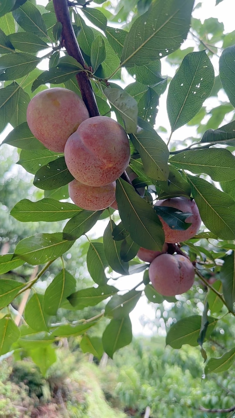连城四堡芙蓉李