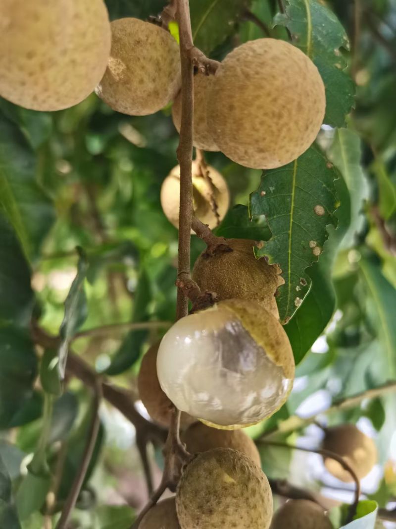 【广东龙眼】电商对接快～抖音～视频～拼多一件代发