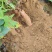 河北沙地白哈蜜薯六鳌蜜薯纯沙地种植基地种植户