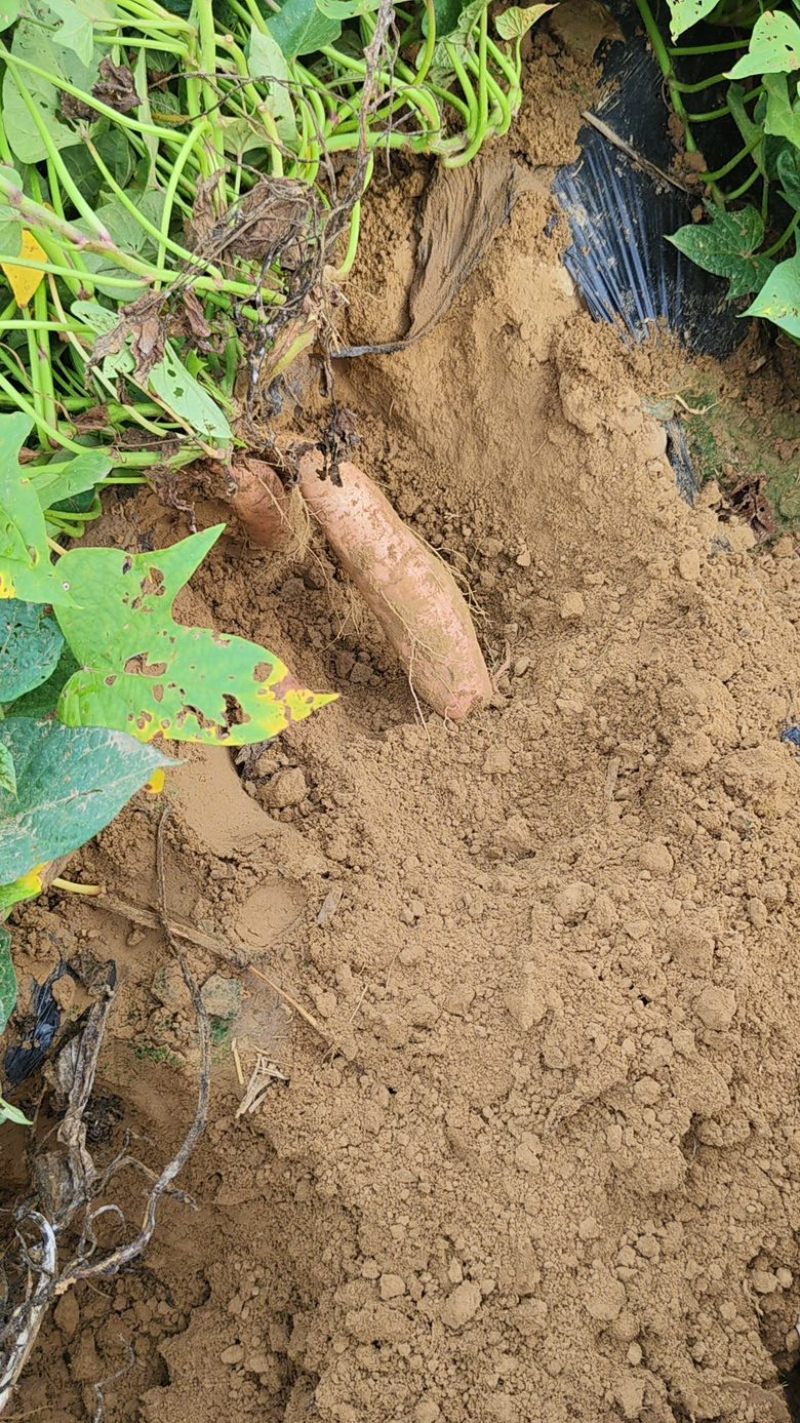 河北沙地白哈蜜薯六鳌蜜薯纯沙地种植基地种植户