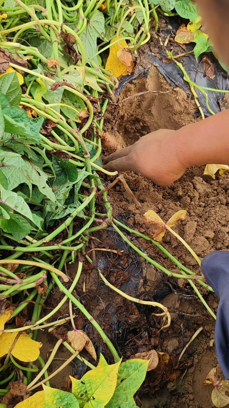 河北沙地白哈蜜薯六鳌蜜薯纯沙地种植基地种植户