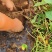 河北沙地白哈蜜薯六鳌蜜薯纯沙地种植基地种植户