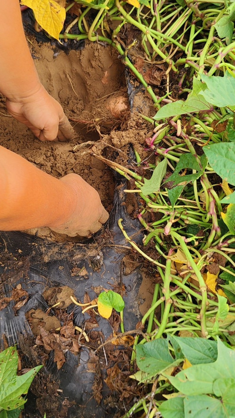 河北沙地白哈蜜薯六鳌蜜薯纯沙地种植基地种植户