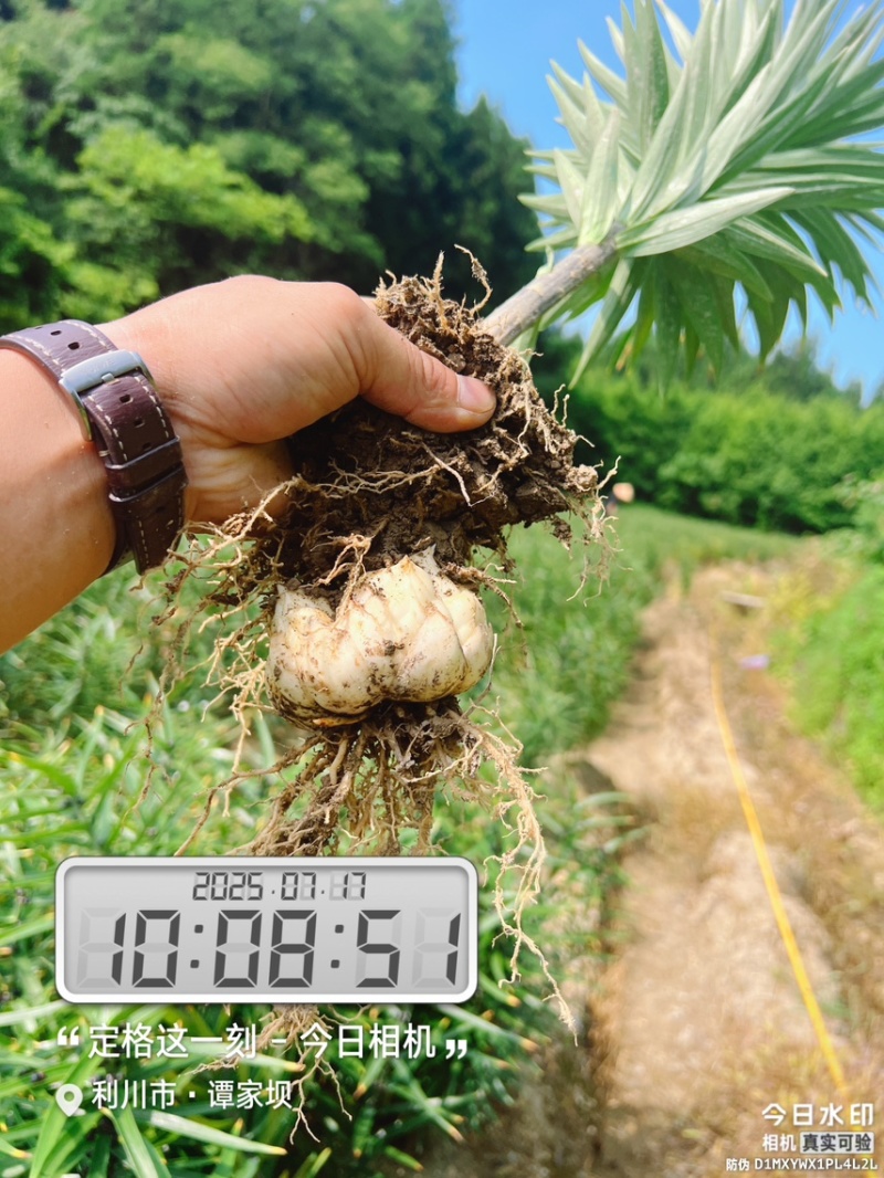 贝母新鲜现挖2024年湖北贝母产地直发湖北贝母恩施