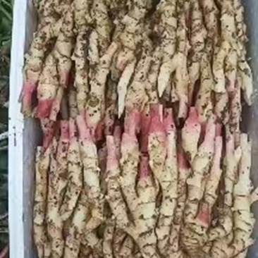 现挖黄姜本地黄姜老黄姜生姜新鲜现挖老姜母月子姜土姜白姜