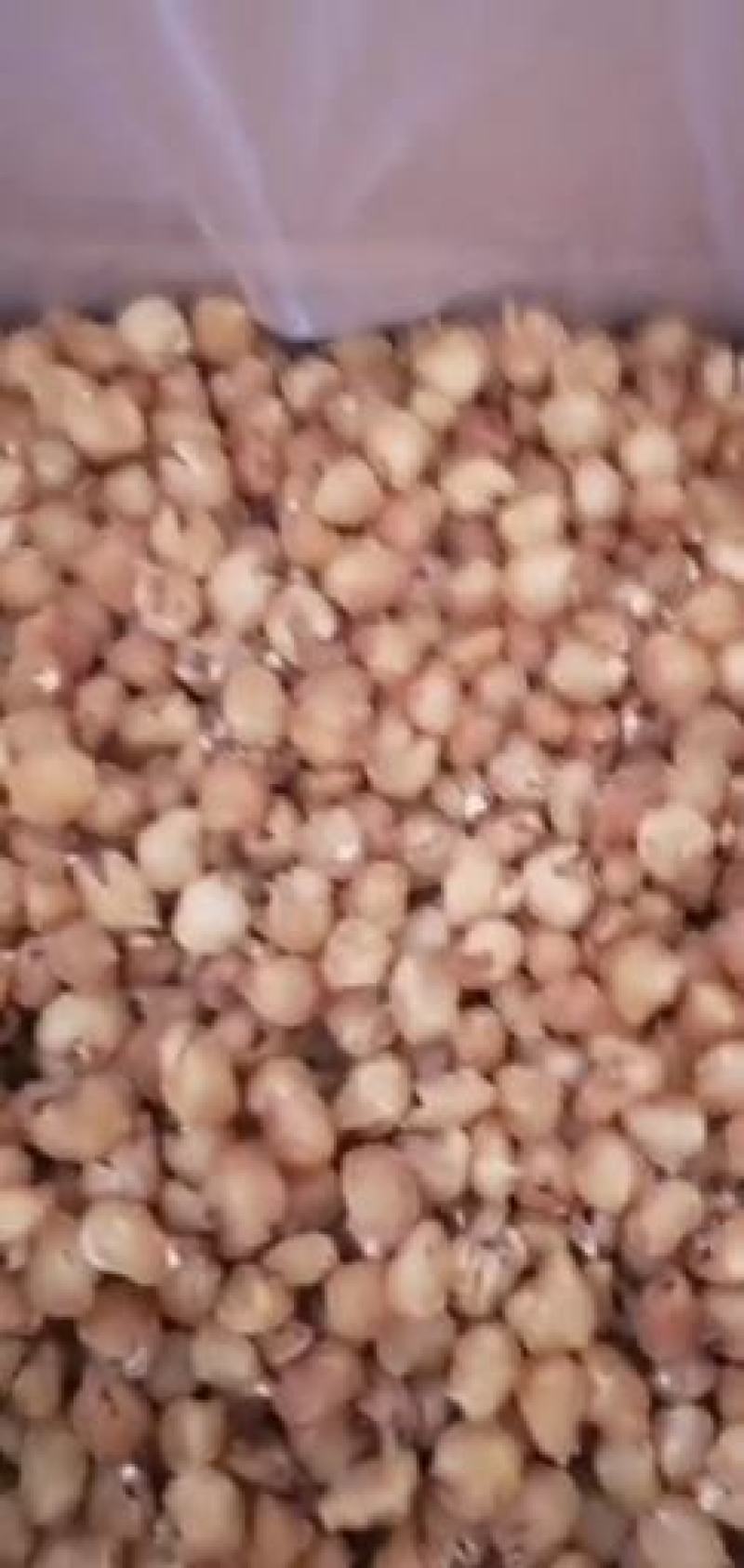 广西桂圆肉，博白桂圆肉纯手工加工出来，质量保证。