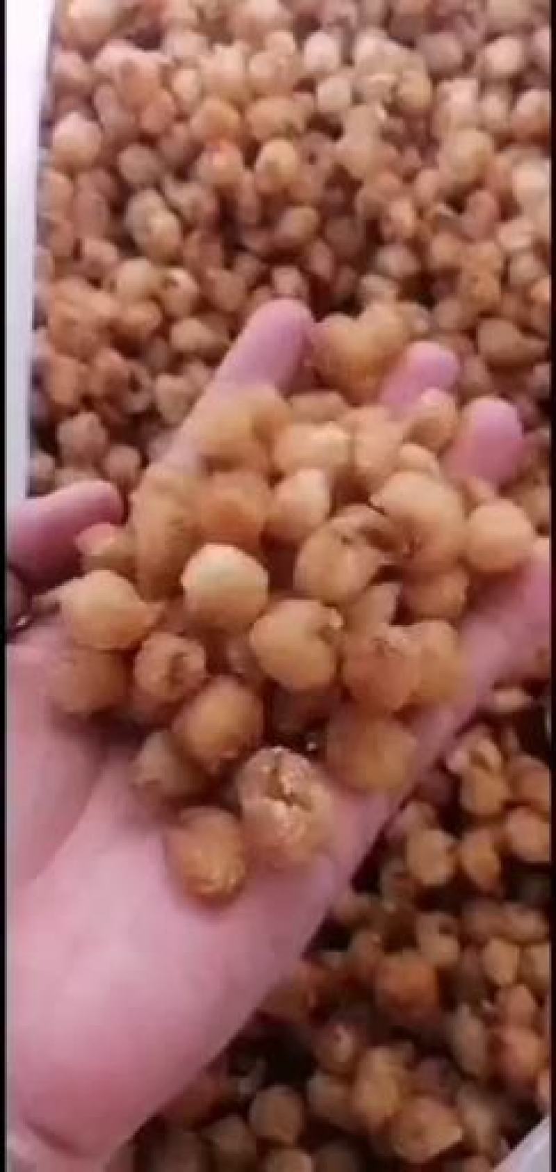 广西桂圆肉，博白桂圆肉纯手工加工出来，质量保证。