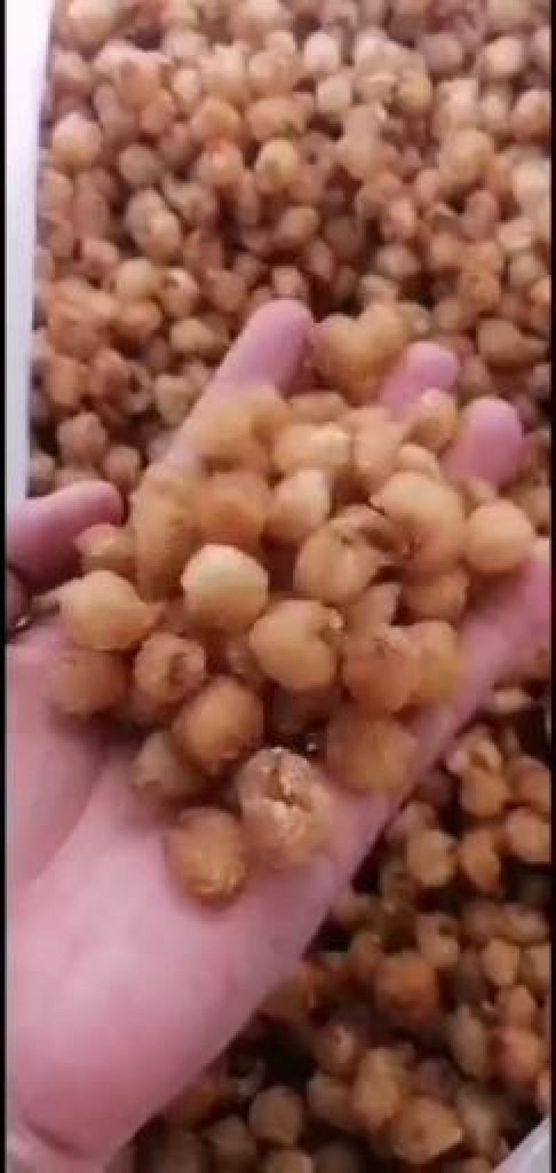 广西桂圆肉，博白桂圆肉纯手工加工出来，质量保证。