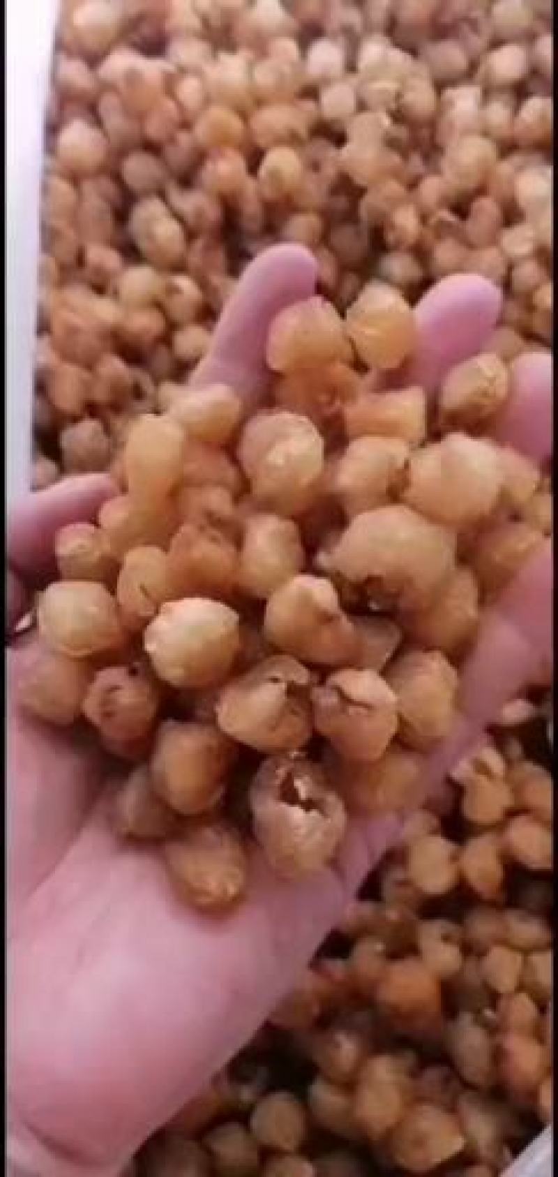 广西桂圆肉，博白桂圆肉纯手工加工出来，质量保证。