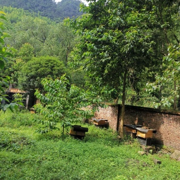 大山里的天然土蜂蜜，自然甜，更养颜，更健康！