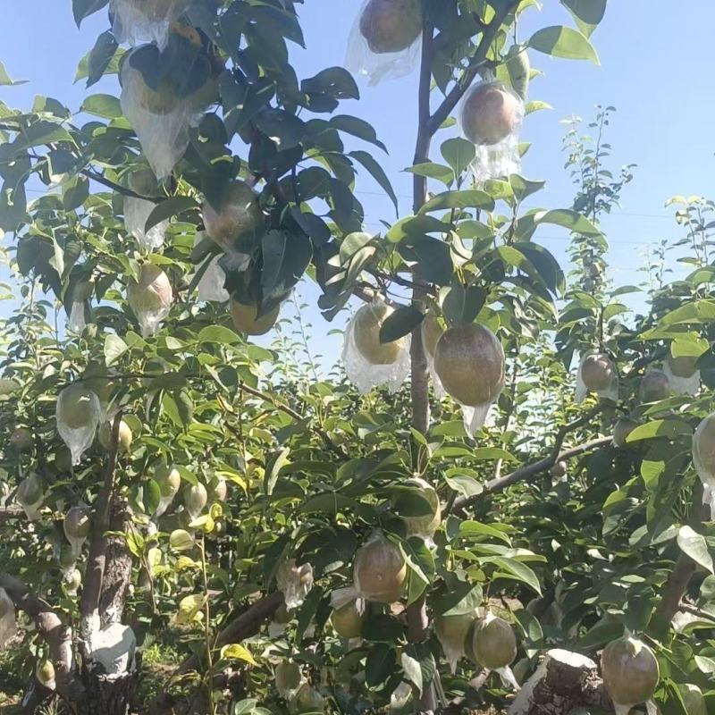 山东精品梨，新梨七号，保质保量对接全国批发市场