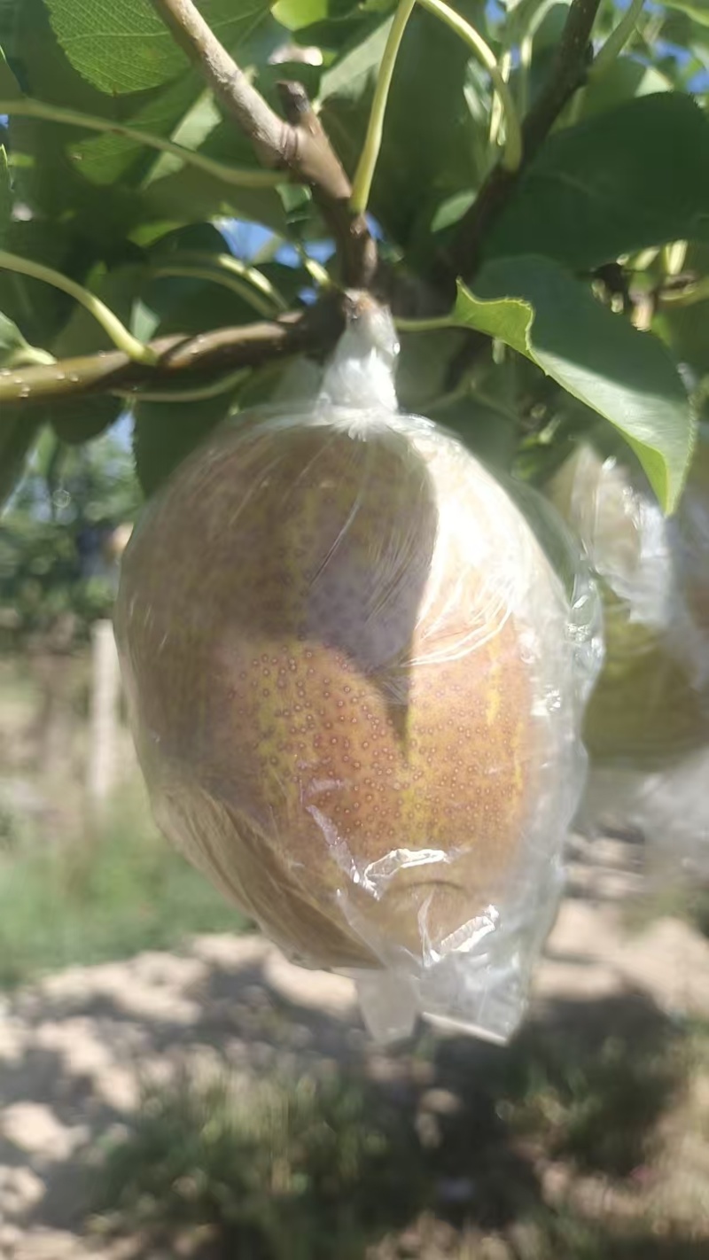 山东精品梨，新梨七号，保质保量对接全国批发市场