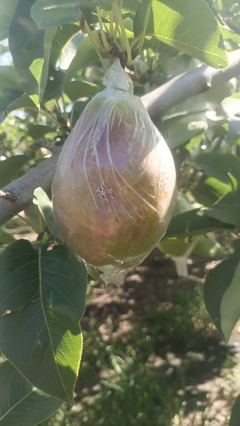 山东精品梨，新梨七号，保质保量对接全国批发市场