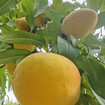 黄桃