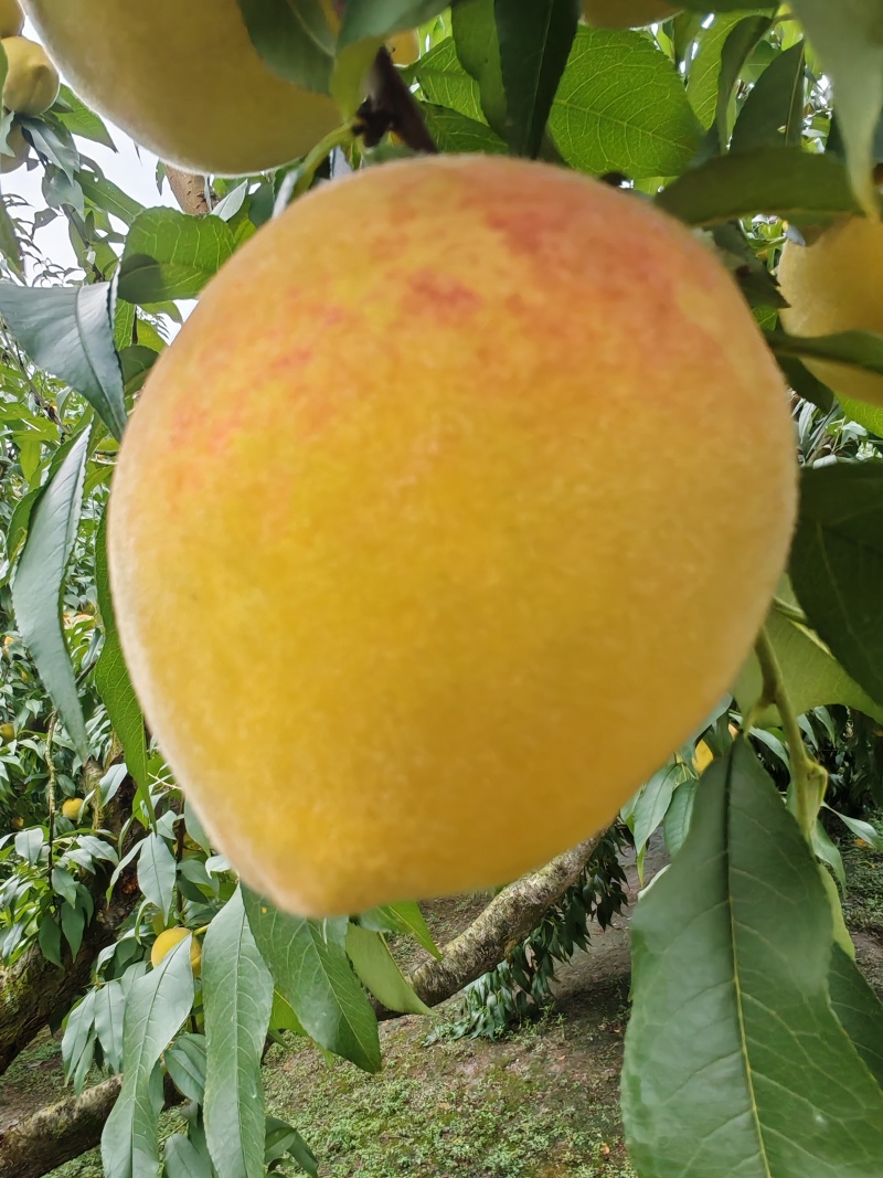 黄桃