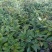 白芍鲜根芽头5年货20亩。商丘睢阳区。只接TEL