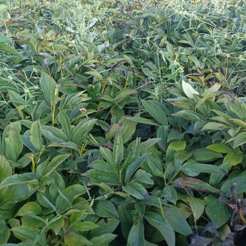 白芍鲜根芽头5年货20亩。商丘睢阳区。只接TEL