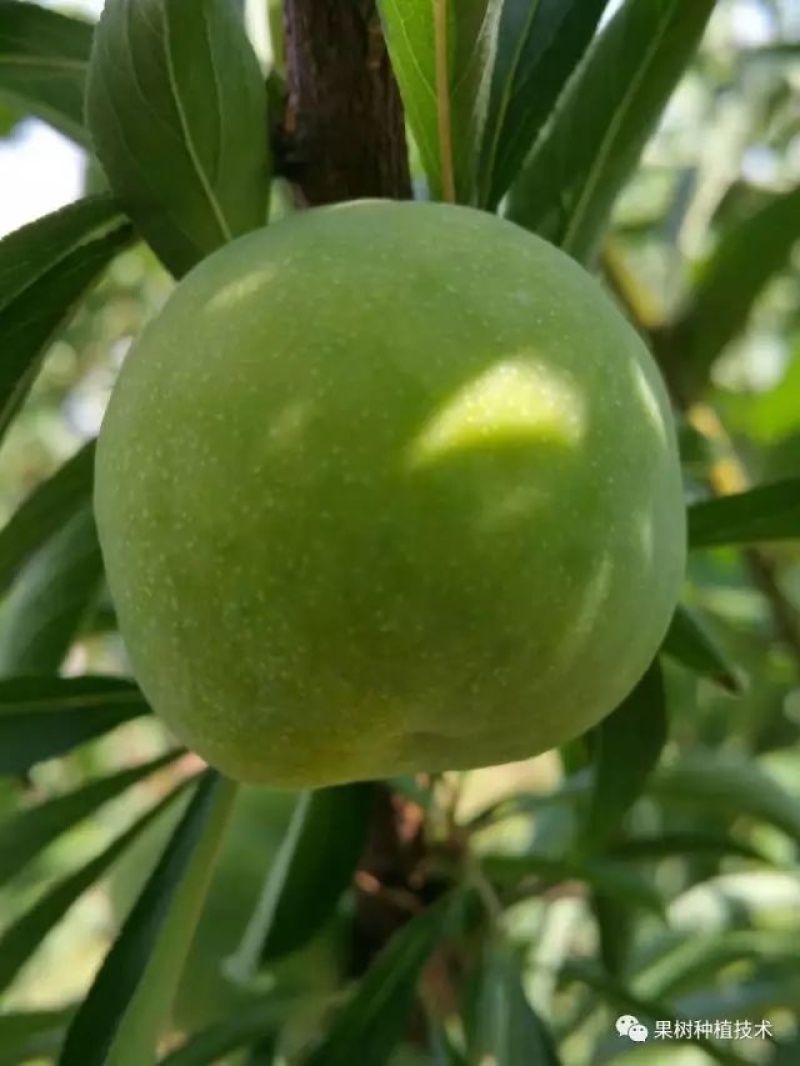 蜂糖李