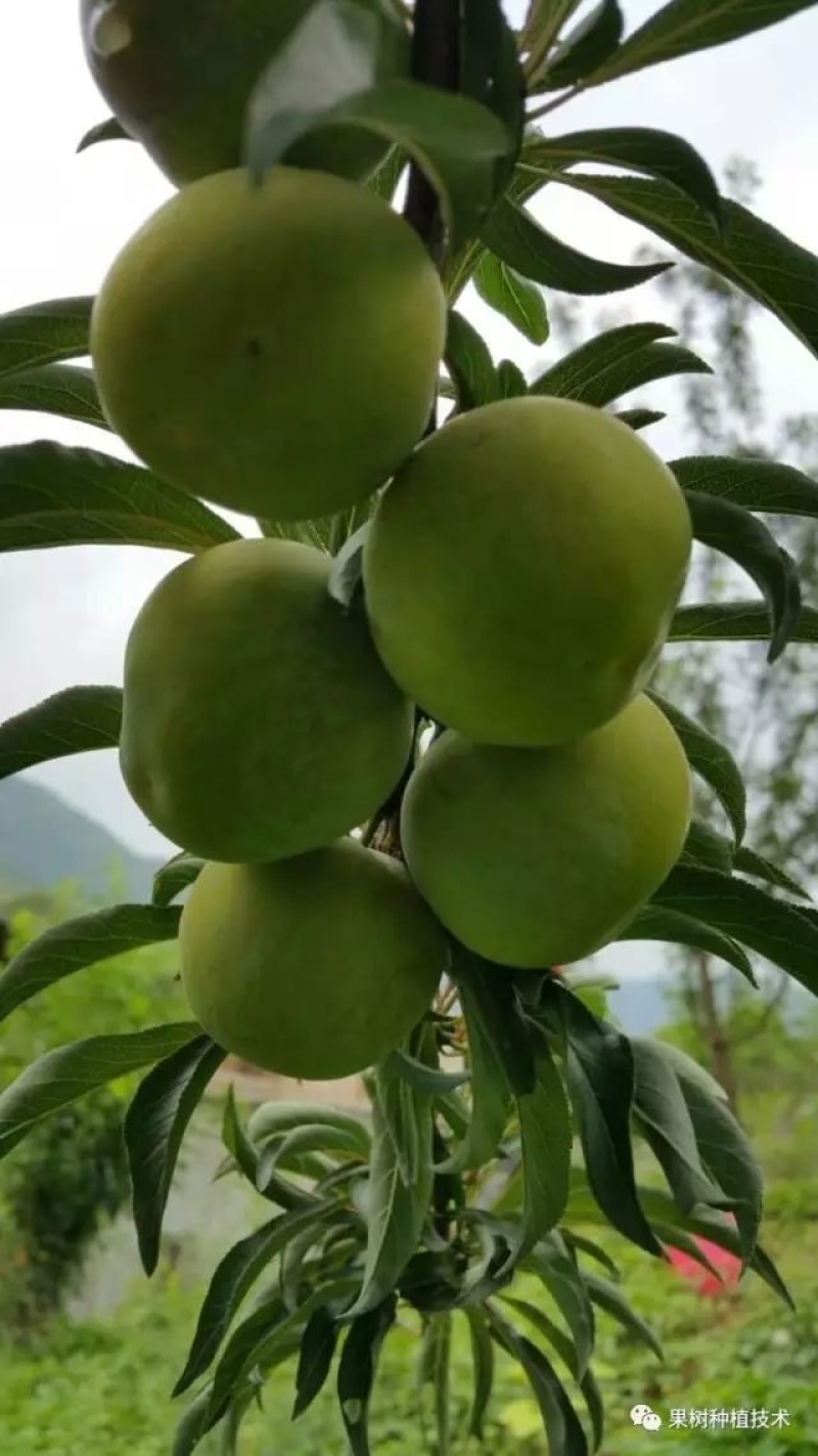 蜂糖李