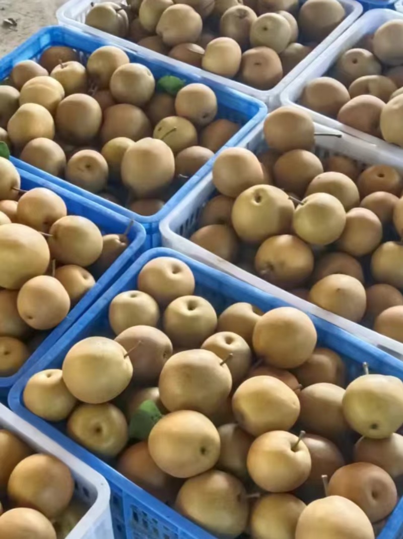 金秋梨