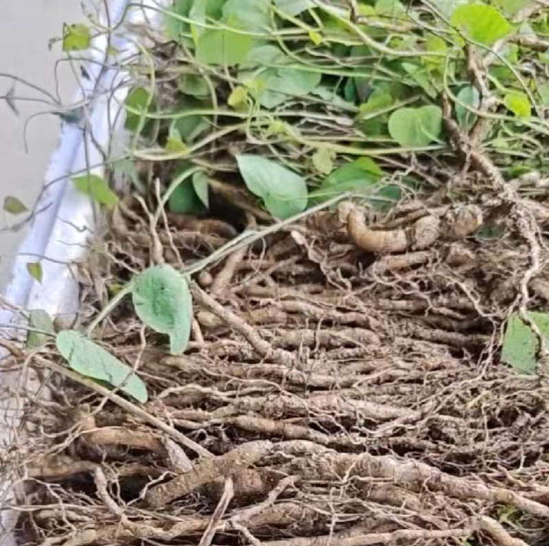 【种植基地直发】江西粉防己苗，大量货源，十年种植经验