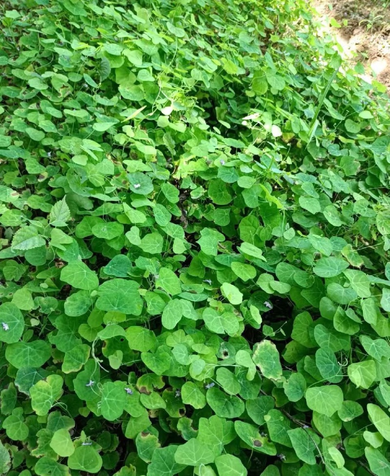 【种植基地直发】江西粉防己苗，大量货源，十年种植经验