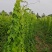 【种植基地直发】江西粉防己苗，大量货源，十年种植经验