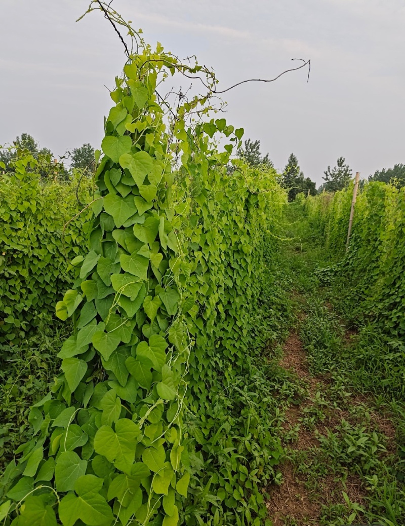 【种植基地直发】江西粉防己苗，大量货源，十年种植经验